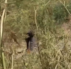 Quemazones Masivas en Chile
